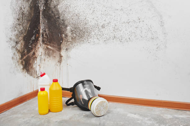 Best Mold Damage Repair  in Gates Mills, OH