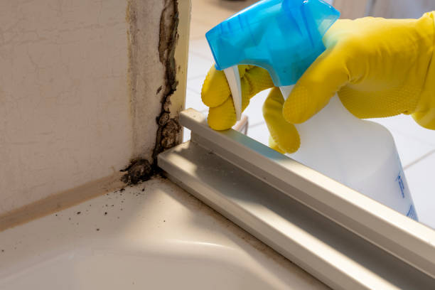 Mold Testing and Removal in Gates Mills, OH