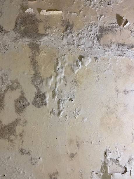 Best Fast Mold Removal  in Gates Mills, OH