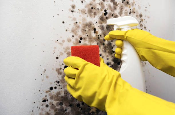 Best Local Mold Removal Service  in Gates Mills, OH