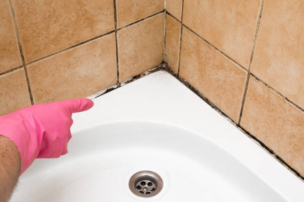 Certified Mold Removal in Gates Mills, OH